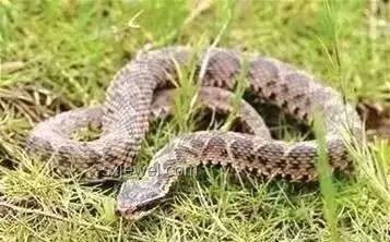 被蛇咬后自救全攻略🐍冷静应对是关键