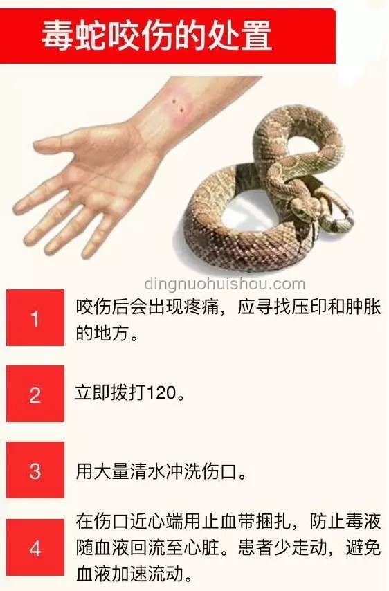 男子被蝮蛇咬伤，全市无适配血清：急救体系短板何在？