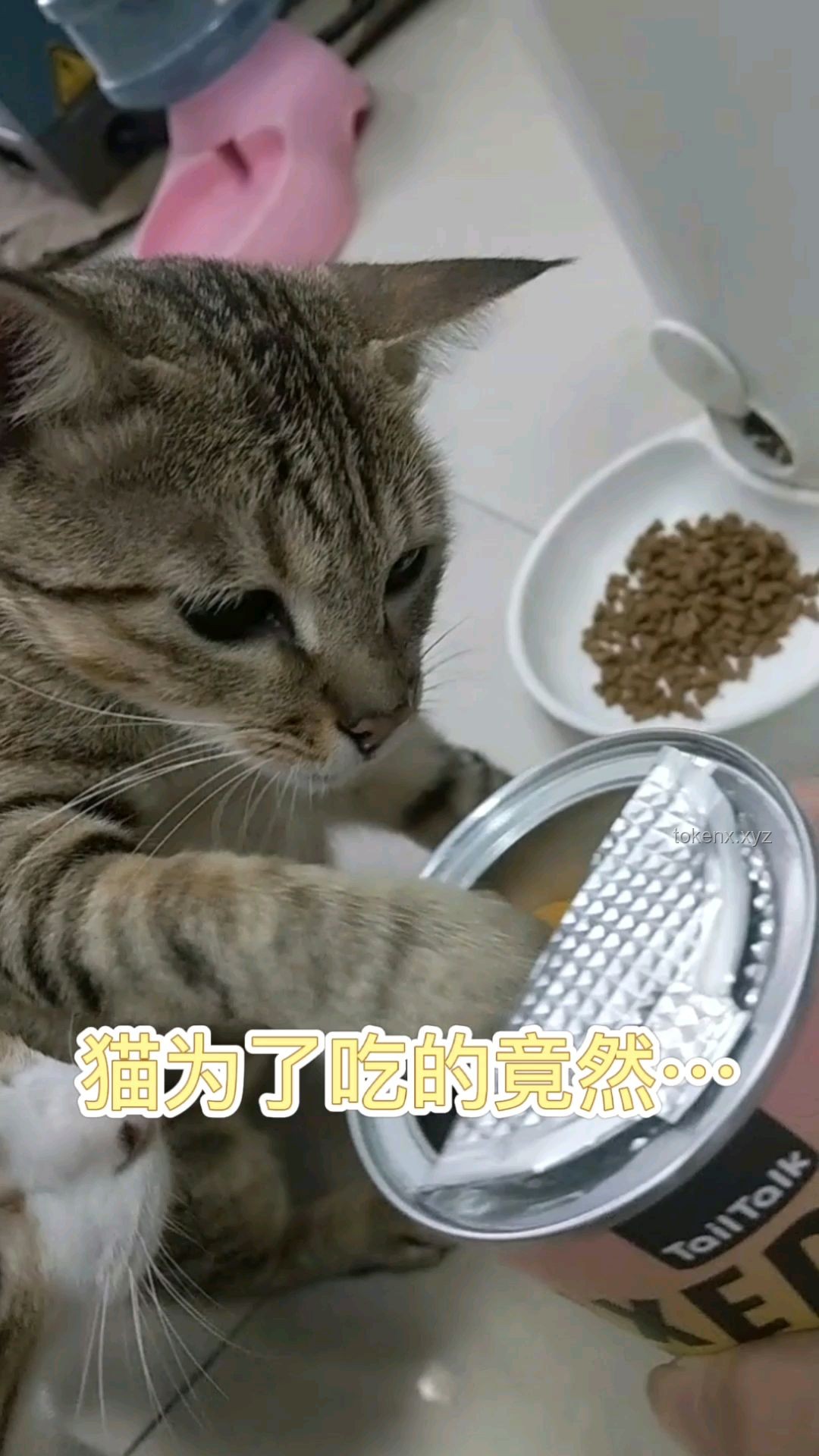 猫猫踢冻干挑战问题解决方案